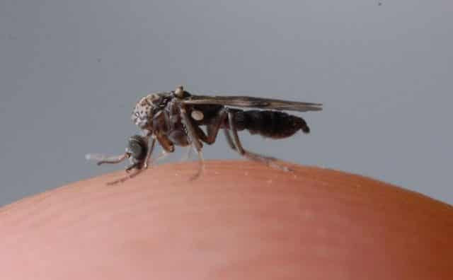 alt text: Hình ảnh con dĩn