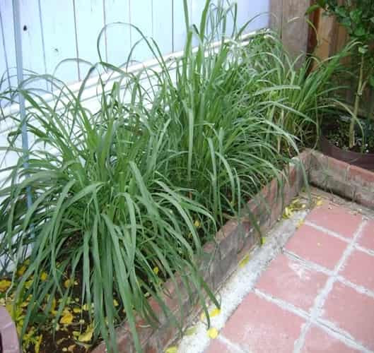 alt text: Hình ảnh trồng sả đuổi dĩn