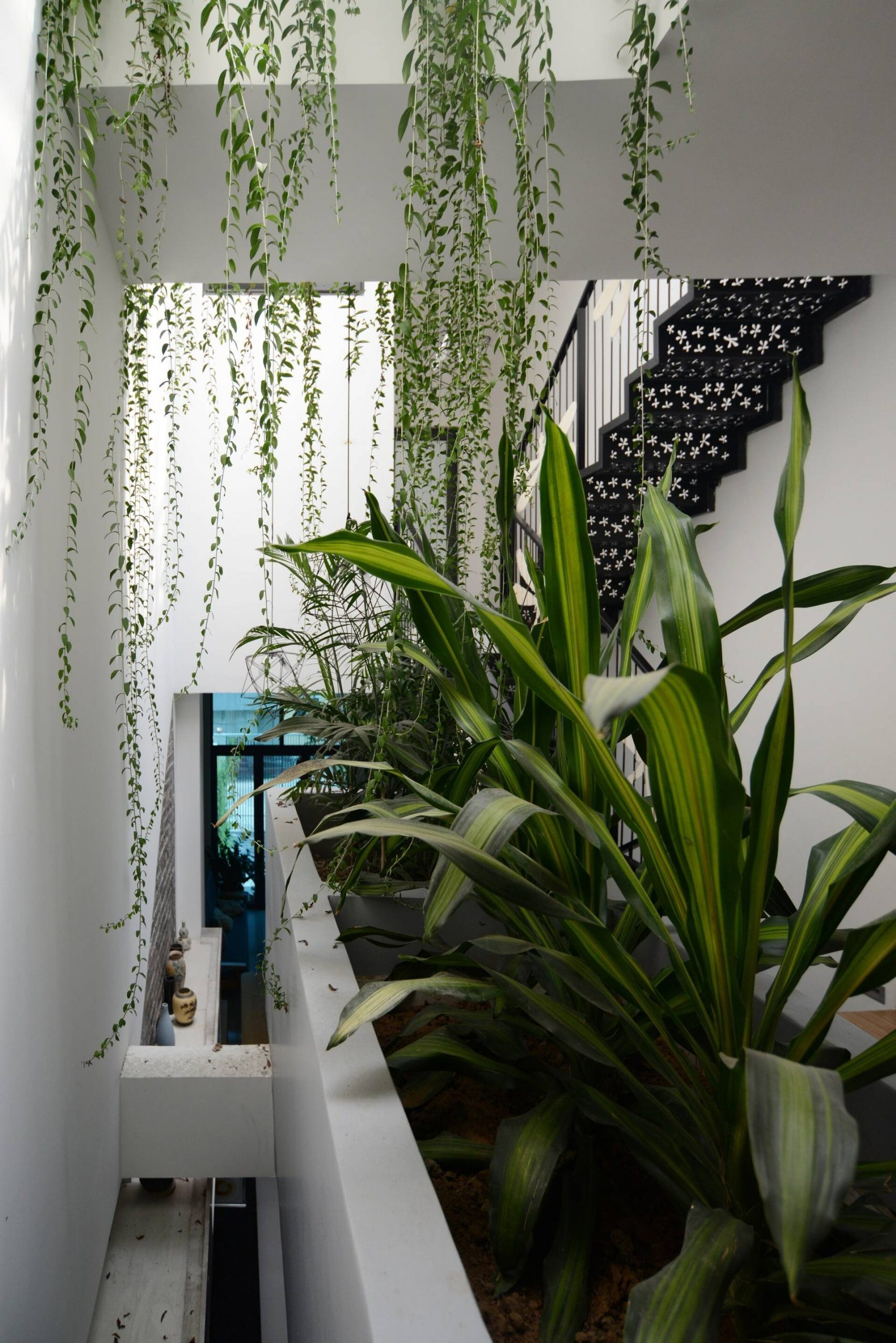 Cây xanh thanh lọc không khí