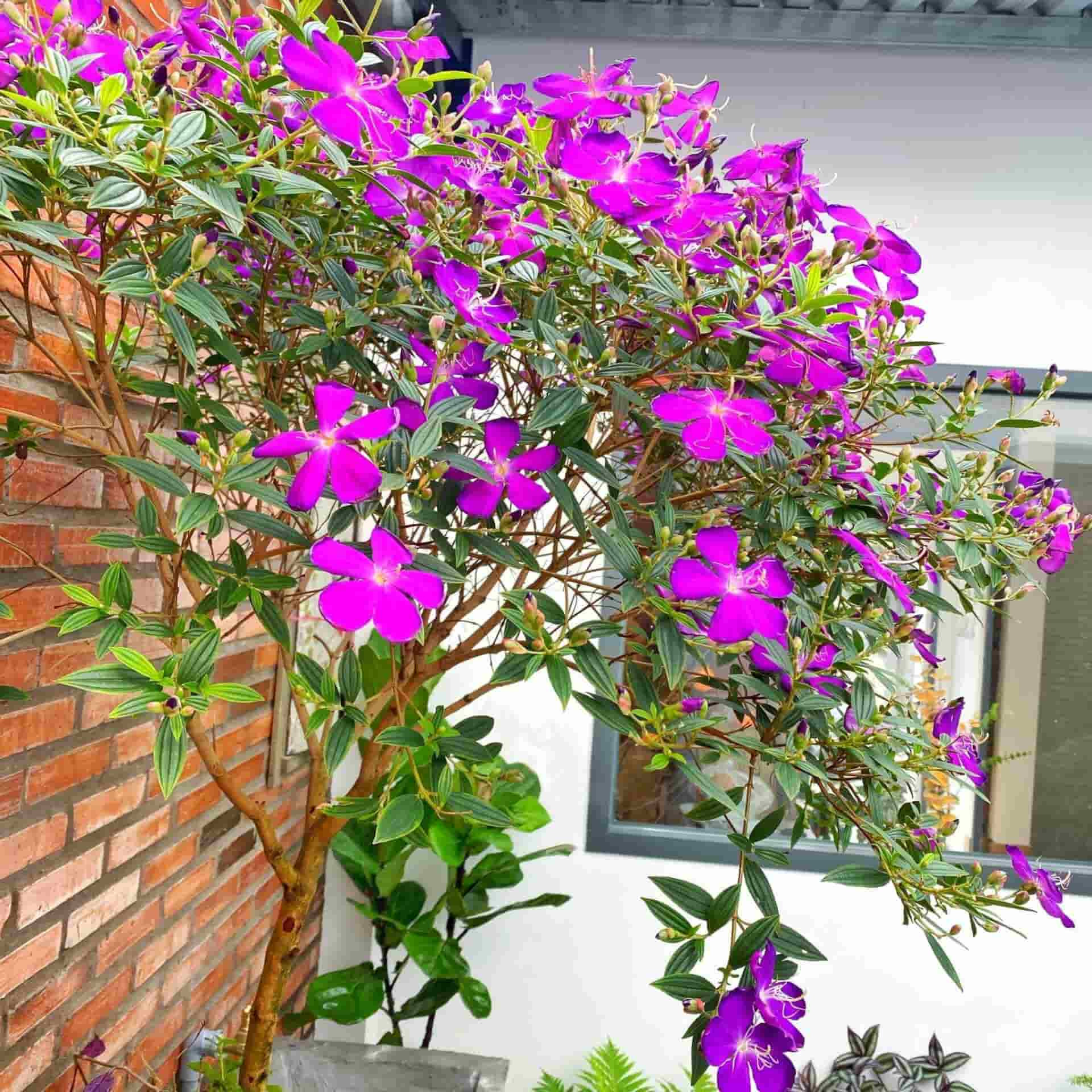 Cây xanh trong sân