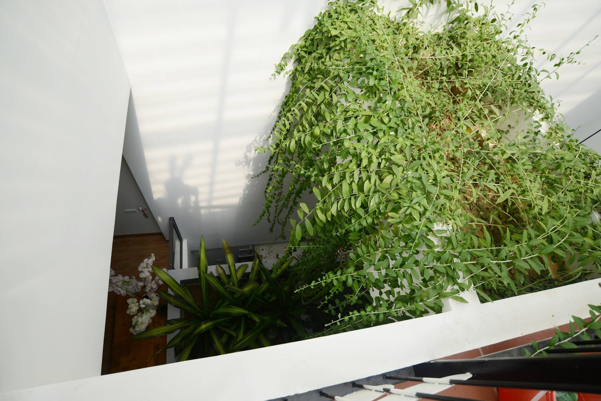 Hình ảnh chuồn chuồn và ánh sáng