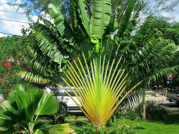 Trồng cây nặng âm tính trước cổng nhà